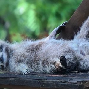 Meet your Posher, Elise